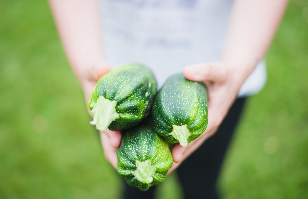 Zucchine fresche e succose con cenere per fertilizzazione in un giardino.