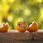 Oggetto da giardino che attira zanzare, evidenziato in un contesto verde e naturale.