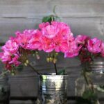 Gerani colorati in fiore, con foglie verdi, in un giardino soleggiato.