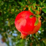 Melograno potato con cura, rami verdi e fioritura abbondante, simbolo di crescita rigogliosa.