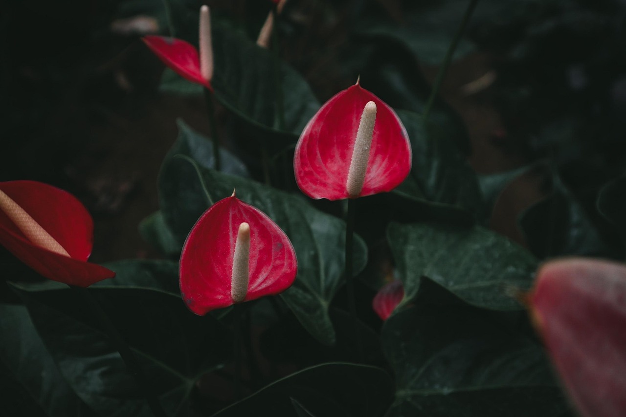 Anthurium in casa con foglie verdi lucide e fiori rossi, simbolo di cura e bellezza domestica.
