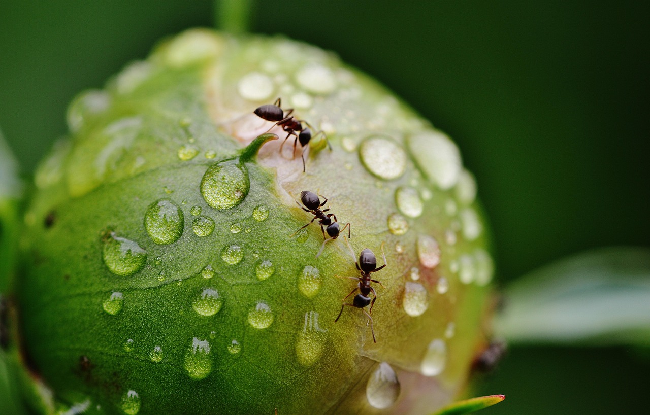 Preparazione di un repellente naturale contro le formiche con ingredienti freschi in una ciotola.