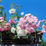 Rosa profumata e resistente, ideale per la coltivazione nel 2025 senza necessità di cure intensive.