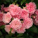 Rose rampicanti fiorite in un giardino, evidenziando i loro vantaggi decorativi e funzionali.