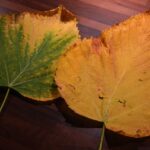 Foglie di pianta ingiallite con evidenza di problemi di salute e rimedi consigliati.