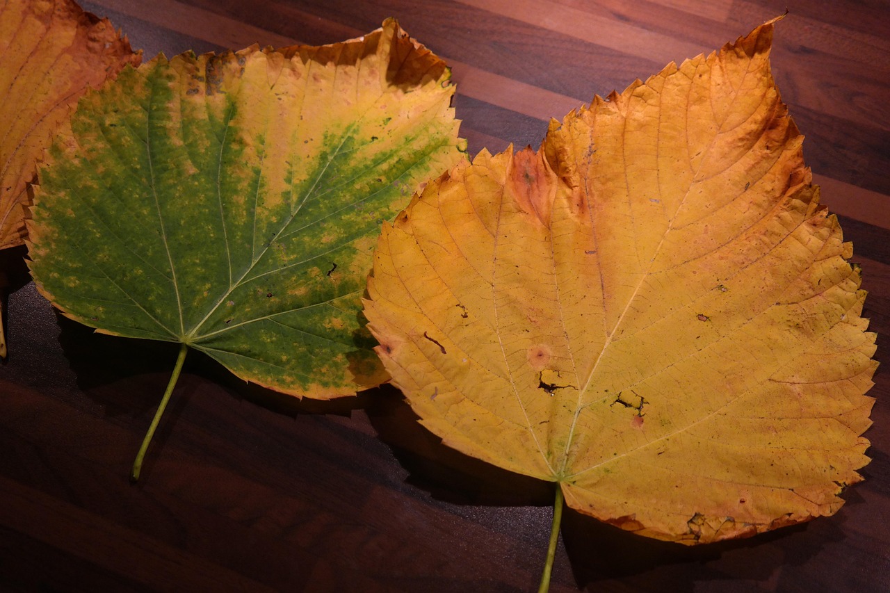 Foglie di pianta ingiallite con evidenza di problemi di salute e rimedi consigliati.