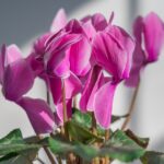 Ciclamino rigoglioso con foglie verdi, simbolo di corretta innaffiatura, accanto a un annaffiatoio.