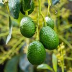 Avocado maturo su pianta in giardino, simbolo di raccolti abbondanti.