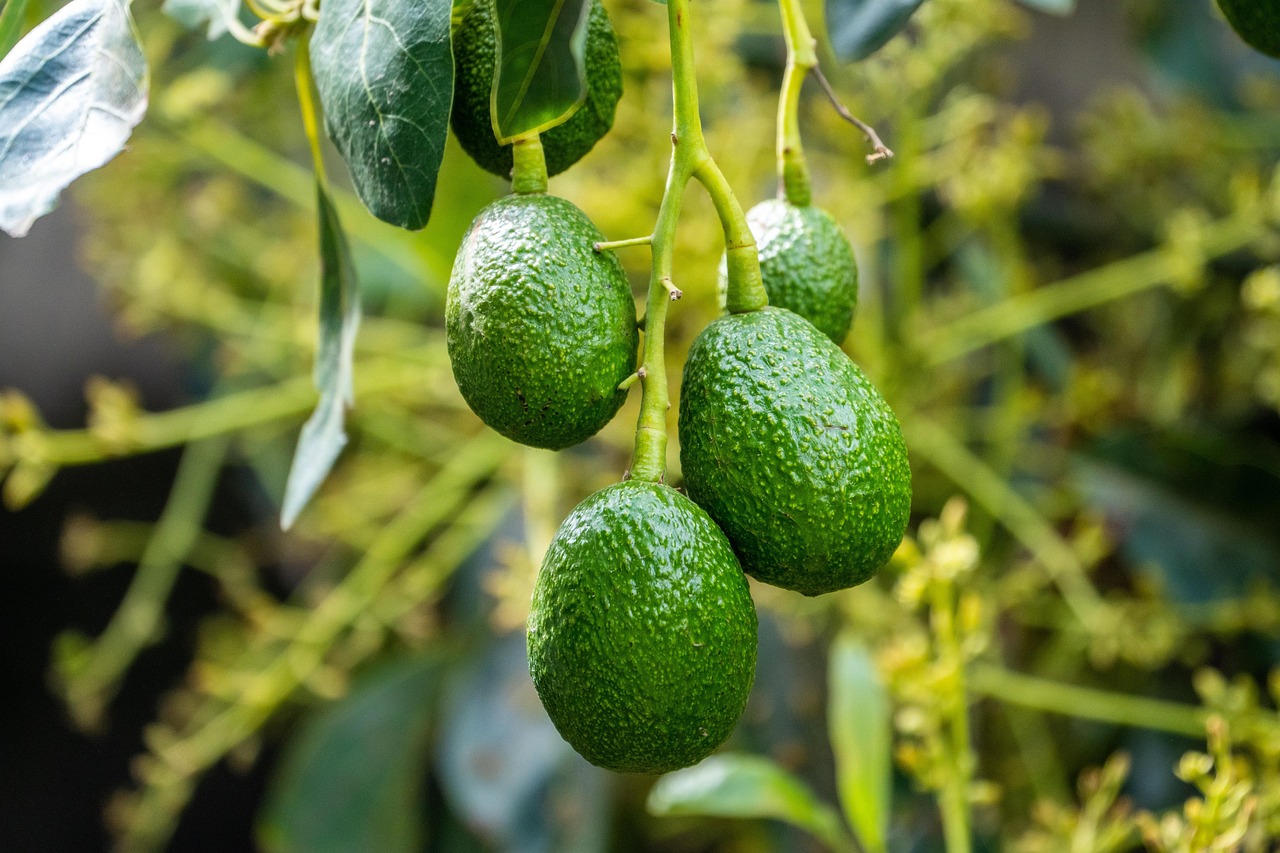 Avocado maturo su pianta in giardino, simbolo di raccolti abbondanti.