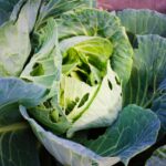 Bicarbonato di sodio in un giardino per allontanare i parassiti dalle piante.