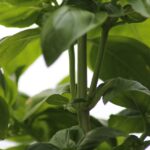 Basilico potato, con rami verdi e foglie rigogliose, pronto a rinfoltirsi.