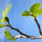 Potatura di un albero di fico per migliorare la produzione di frutta.