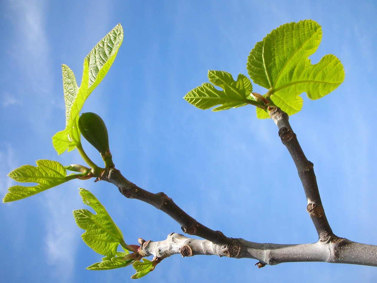 Potatura di un albero di fico per migliorare la produzione di frutta.