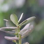 Albero di Giada in fase di rinvaso con terreno fresco e attrezzi da giardinaggio.