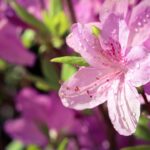 Azalea in fiore con foglie verdi, rappresenta il consiglio per un'irrigazione estiva ottimale.