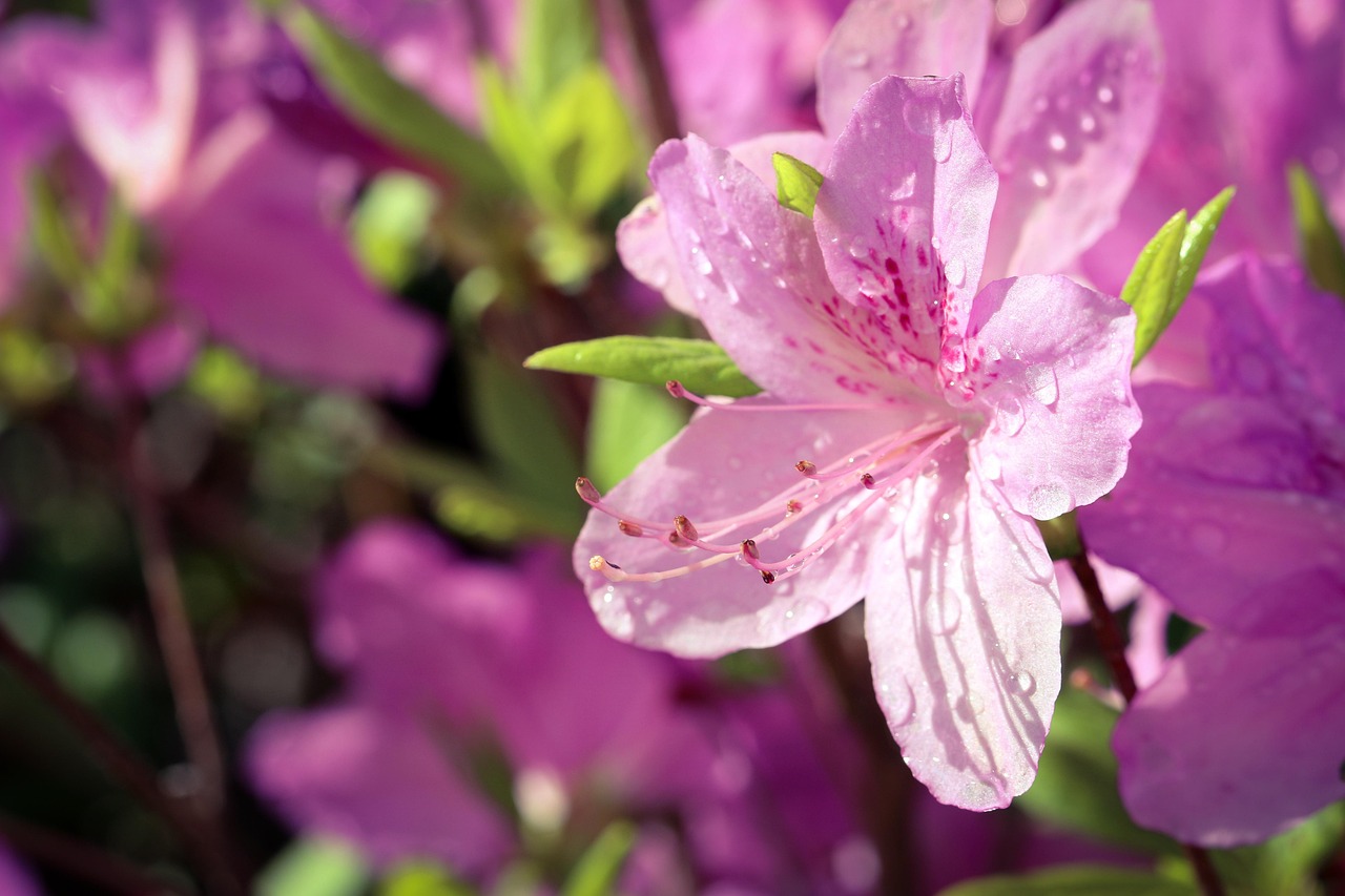 Azalea in fiore con foglie verdi, rappresenta il consiglio per un'irrigazione estiva ottimale.