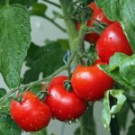 Un sacco di concime per pomodori su un tavolo con pomodori freschi in primo piano.