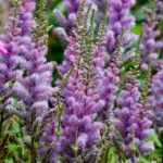 Aiuola fiorita con piante perenni che richiedono poca manutenzione, ideale per giardini facili da gestire.