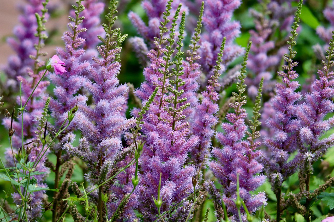 Aiuola fiorita con piante perenni che richiedono poca manutenzione, ideale per giardini facili da gestire.