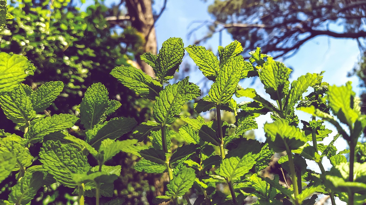 Pianta di menta rigogliosa in un vaso, pronta per essere coltivata in casa.
