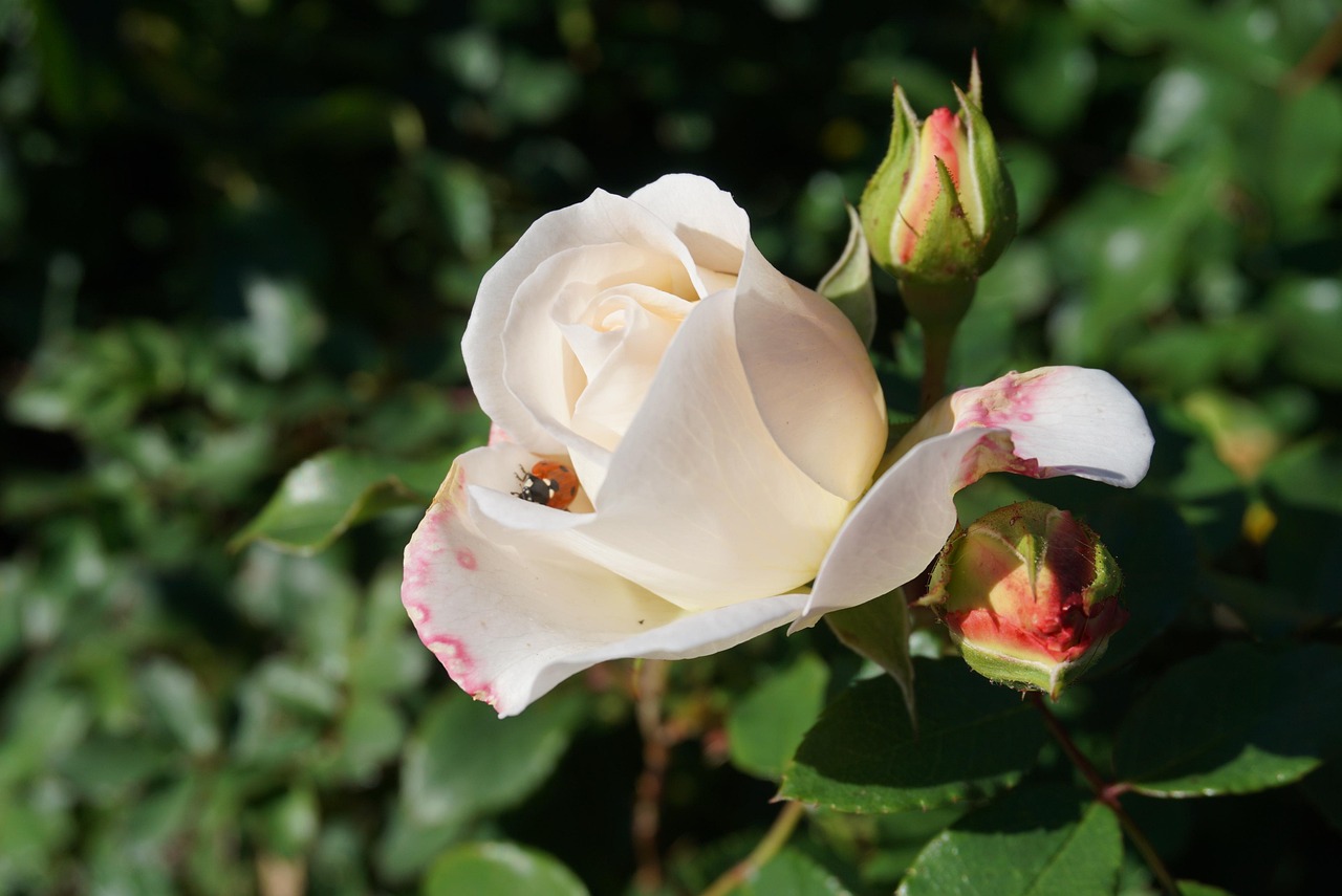 Giardino con rose in fiore, segnale di allerta per parassiti e malattie.